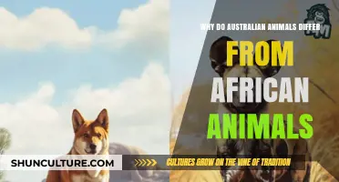 Unique Wildlife: Australia vs Africa