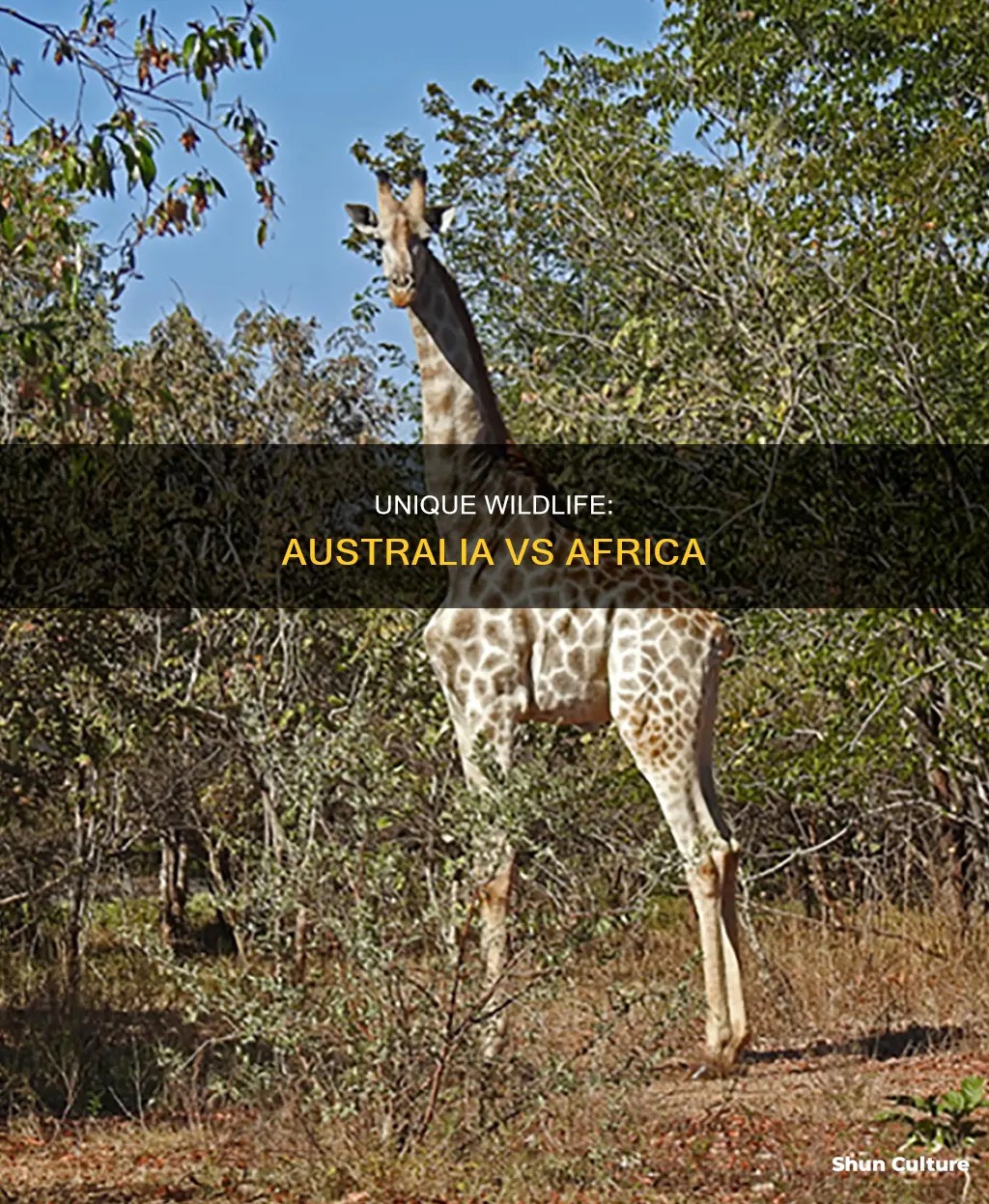 why do australian animals differ from african animals