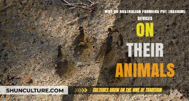 Tracking Tech: Australian Farmers and Animal Monitoring