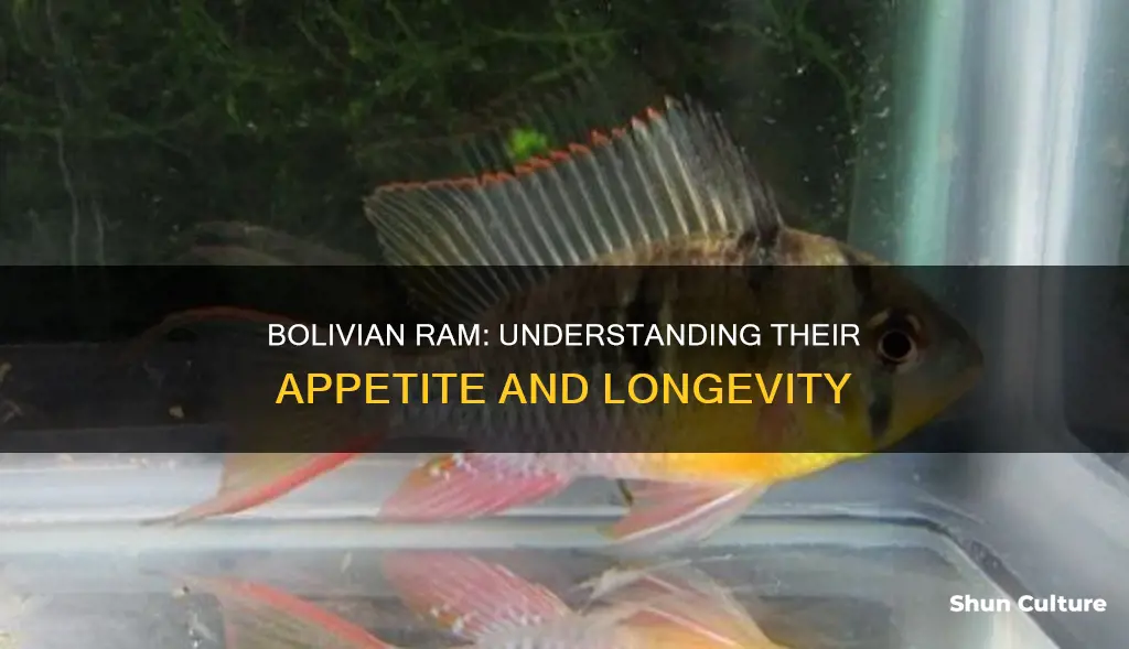 why do bolivian ram stop eating and die