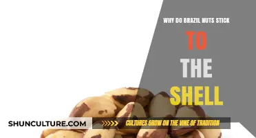 Why Brazil Nuts Cling to Their Shells: Uncovering the Sticky Secret