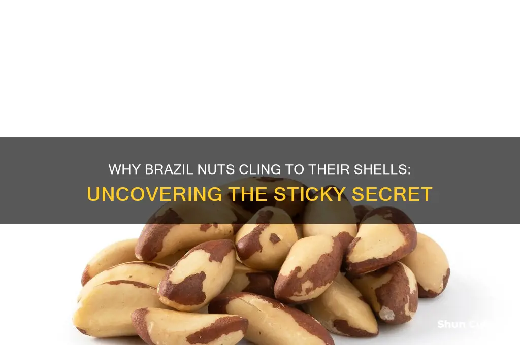 why do brazil nuts stick to the shell