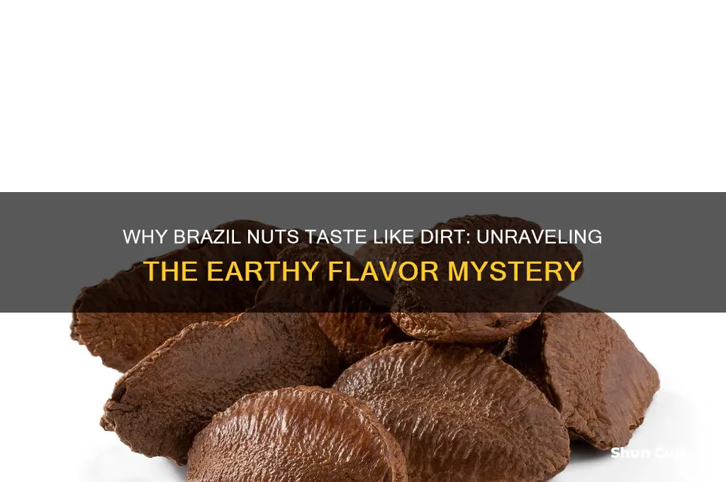 why do brazil nuts taste like dirt