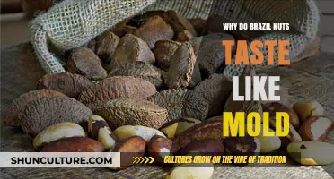 Why Brazil Nuts Have a Mold-Like Flavor: Uncovering the Science