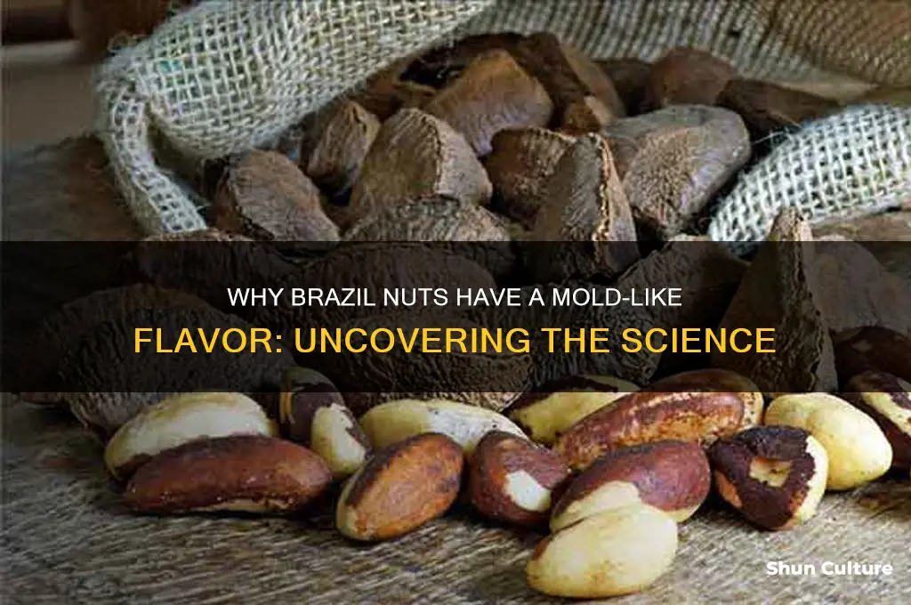 why do brazil nuts taste like mold