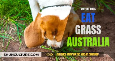 Grass Grazing: Why Do Australian Dogs Eat It?