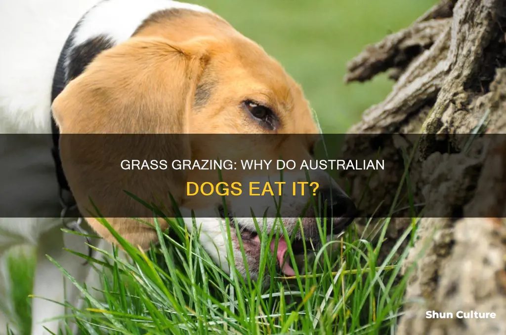 why do dogs eat grass australia