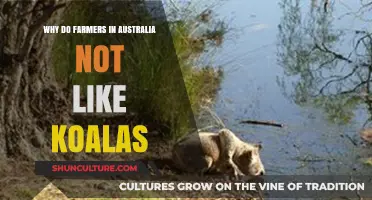 Koalas vs. Crops: Why Australian Farmers Are Frustrated