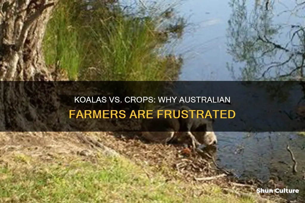why do farmers in australia not like koalas