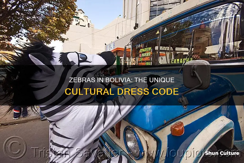 why do people dress as zebras in bolivia