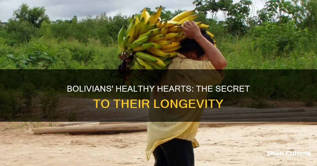 why do people in bolivia have such healthy hearts