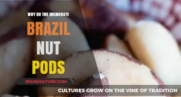 Incinerating Brazil Nut Pods: Unveiling the Ecological and Practical Reasons
