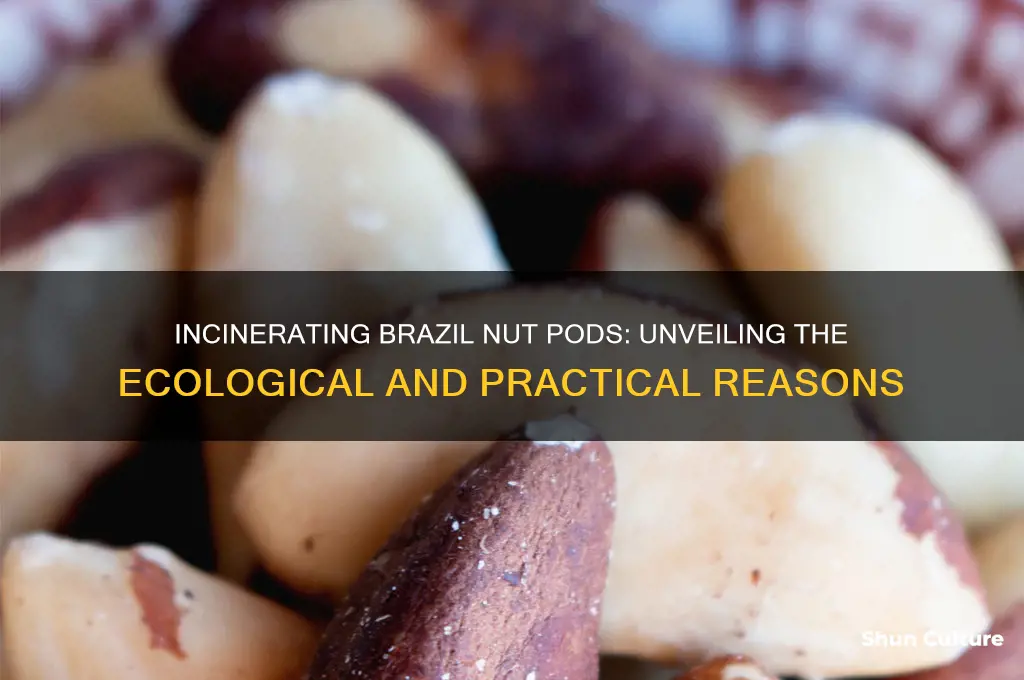 why do the incinerate brazil nut pods