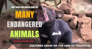 Australia's Unique Wildlife: Why So Many Endangered Species?