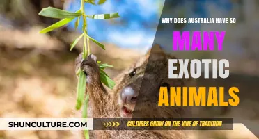 Australia's Unique Wildlife: Why So Many Exotics?