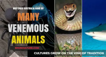 Australia's Venomous Wildlife: An Intriguing Mystery