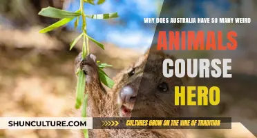 Australia's Unique Wildlife: An Evolutionary Mystery