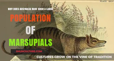 Marsupials Thrive in Australia: Why So Many?