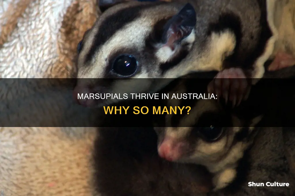 why does australia have such a large population of marsupials