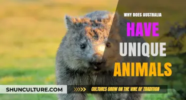 Australia's Unique Wildlife: An Isolated Evolution