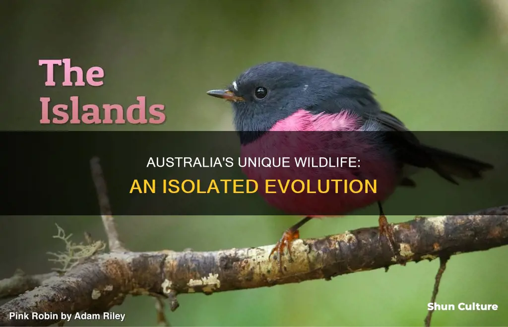 why does australia have unique animals