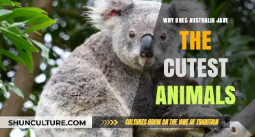 Australia's Adorable Animals: Why So Cute?