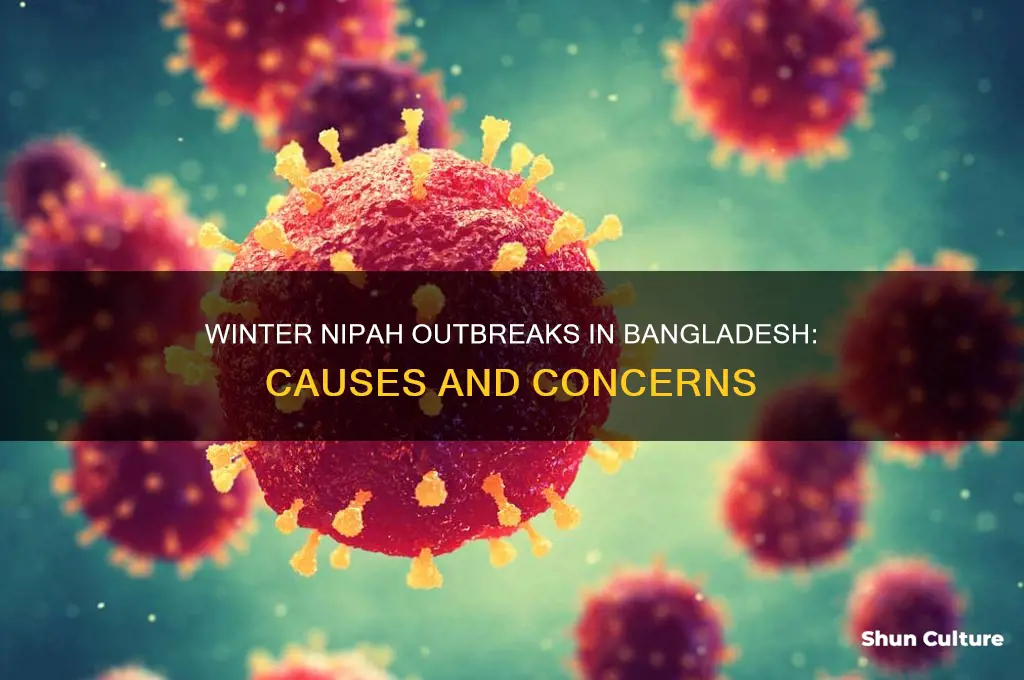 why does bangladesh get nipah outbreaks in the winter