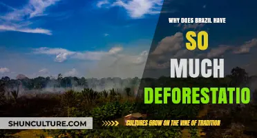 Brazil's Deforestation Crisis: Causes, Impacts, and Urgent Solutions Needed