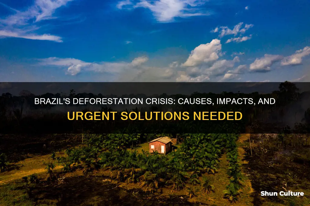 why does brazil have so much deforestation