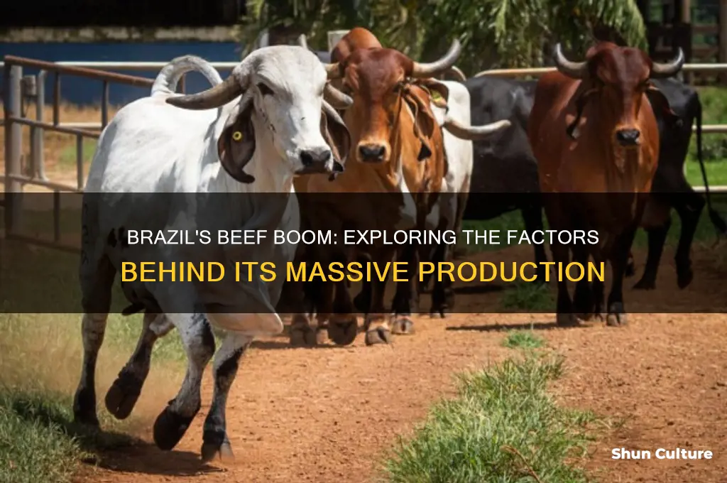 why does brazil produce so much beef