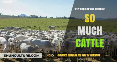 Brazil's Cattle Boom: Exploring the Reasons Behind Its Massive Production