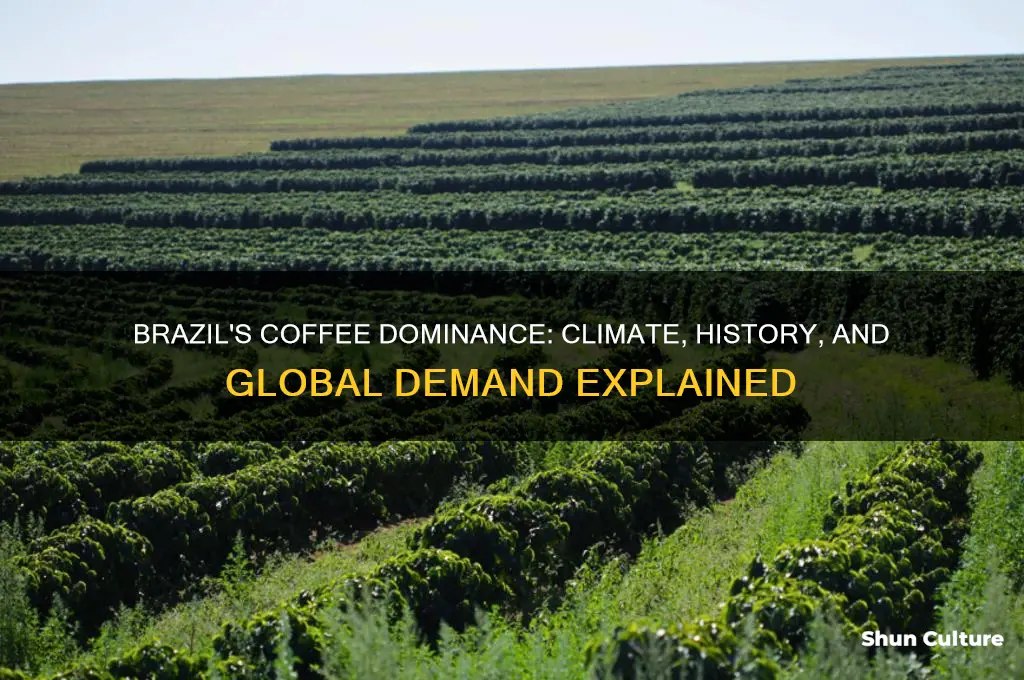 why does brazil produce so much coffee