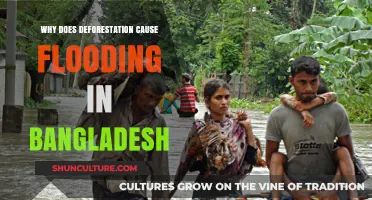 Deforestation's Role in Bangladesh's Flooding Crisis Explained
