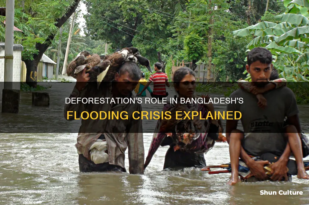 why does deforestation cause flooding in bangladesh