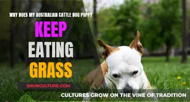 Grass Grazing: Why My Cattle Dog Puppy Eats Grass