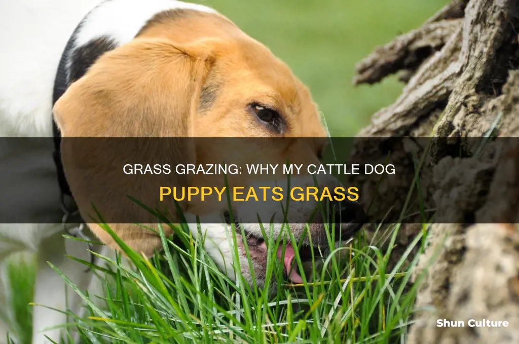 why does my australian cattle dog puppy keep eating grass
