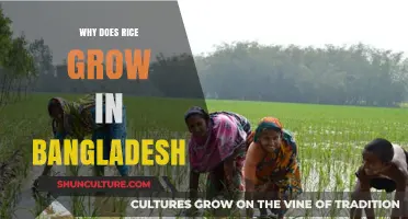 Why Bangladesh's Climate and Soil Perfectly Suit Rice Cultivation