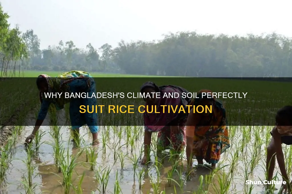 why does rice grow in bangladesh