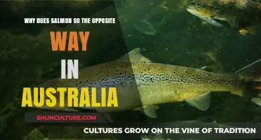 Why Australia's Salmon Swim Upstream Differently: Unraveling the Mystery