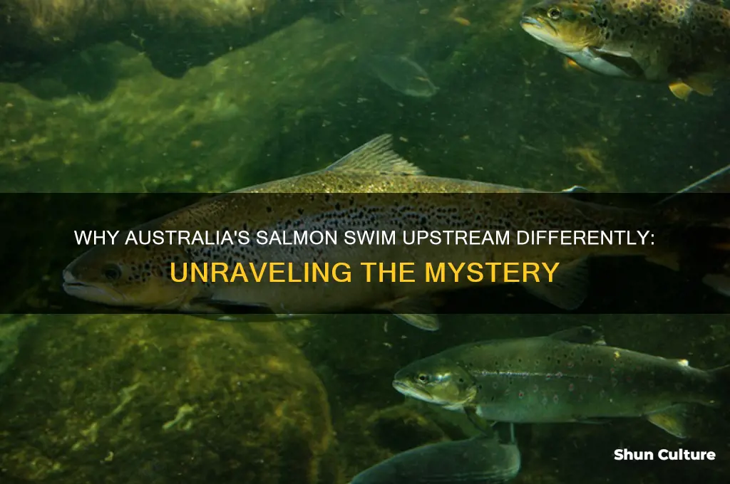 why does salmon go the opposite way in australia