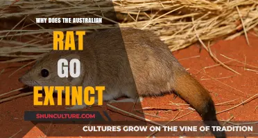 The Mysterious Disappearance of Australia's Native Rat Species Explained