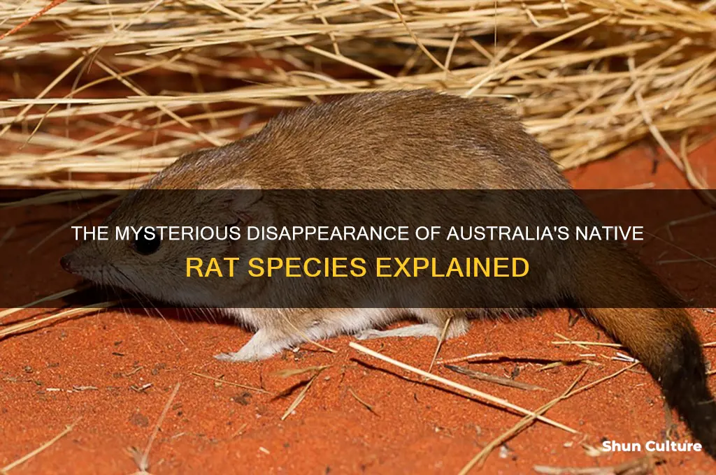 why does the australian rat go extinct