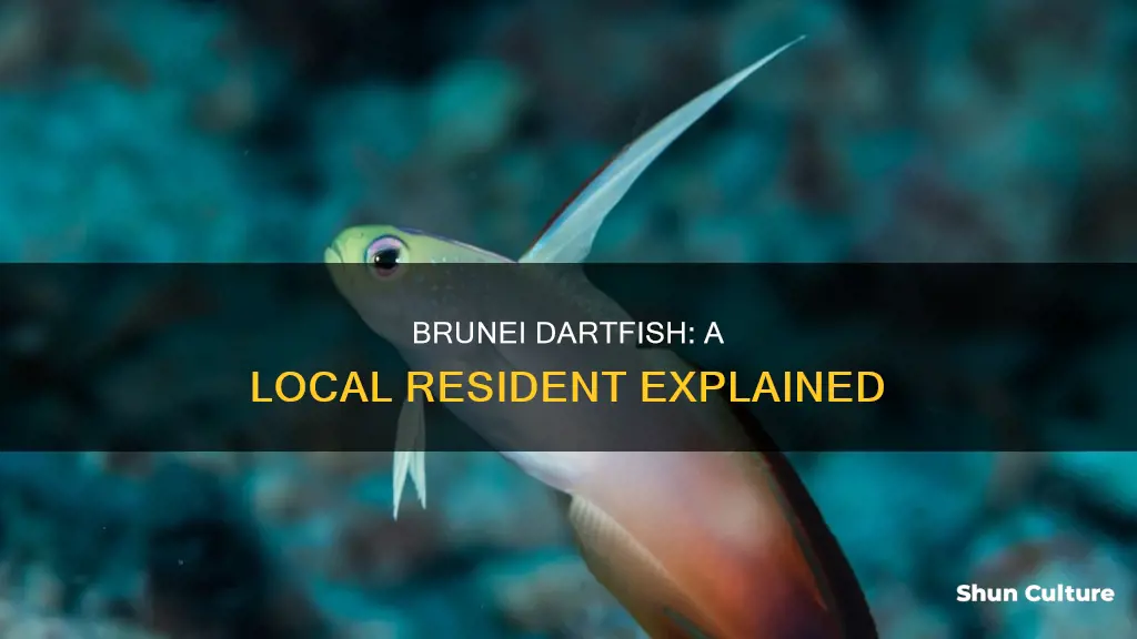 why does the brunei dartfish live in brunei