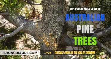 Moss-Free Australian Pines: What's Their Secret?