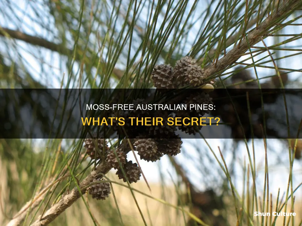 why doesnt moss grow on australian pine trees