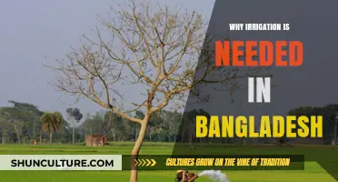 Why Bangladesh Relies on Irrigation for Agriculture and Food Security