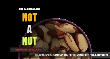 Brazil Nut Mystery: Uncovering Its True Identity Beyond the Nut Label