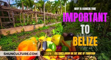 Belize's Agriculture: Economic and Cultural Significance