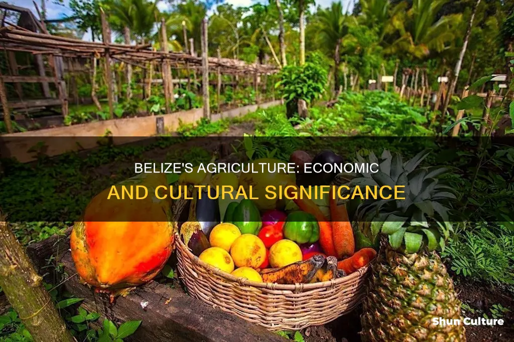 why is agriculture important to belize