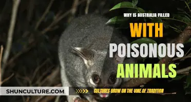 Australia's Toxic Wildlife: An Evolutionary Mystery